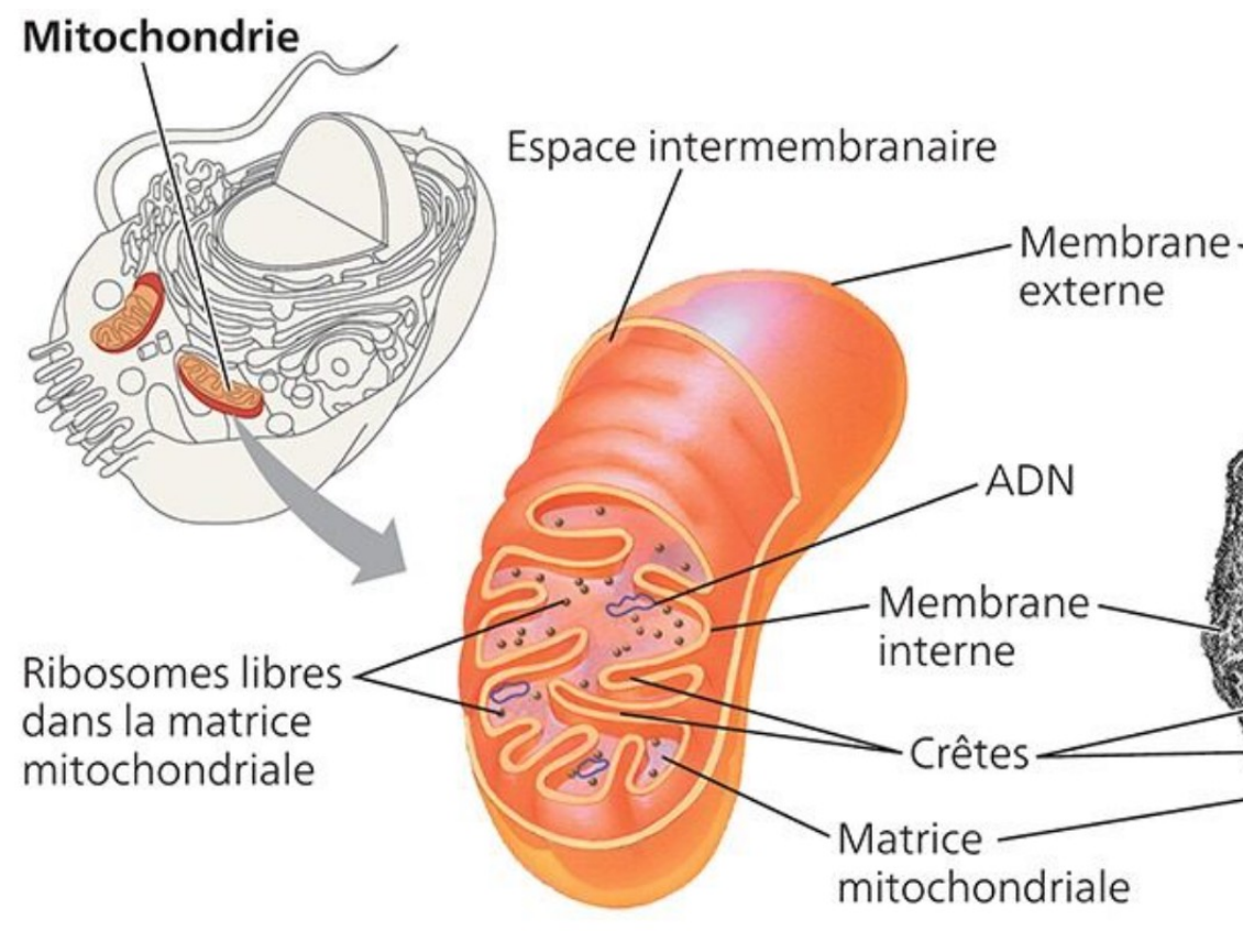 <p>• contient de l'ADN (2 gènes codant pour ARNr 16S <span data-name="arrow_right" data-type="emoji">➡</span> Alphaprotéobactéries)</p><p>• organite présent dans les cellules animales ET végétales</p><p>• responsable de:</p><p>- oxydation du pyruvate + cycle de Krebs</p><p>- phosphorylation oxydative</p><p>possède:</p><p>• deux membranes (int./ext.)</p><p>• espace intermembranaire</p><p>• crêtes</p>