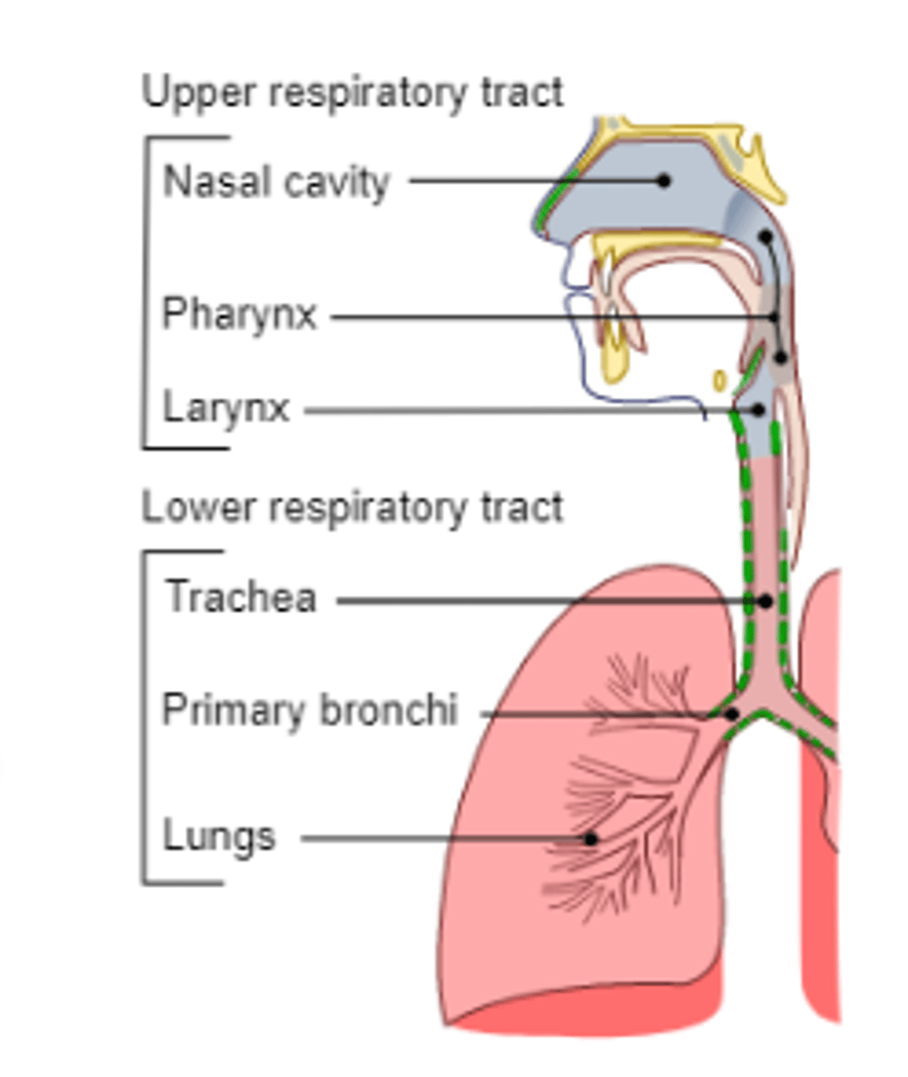 <p>nose, mouth</p><p>nasal cavity</p><p>pharynx</p><p>larynx</p>