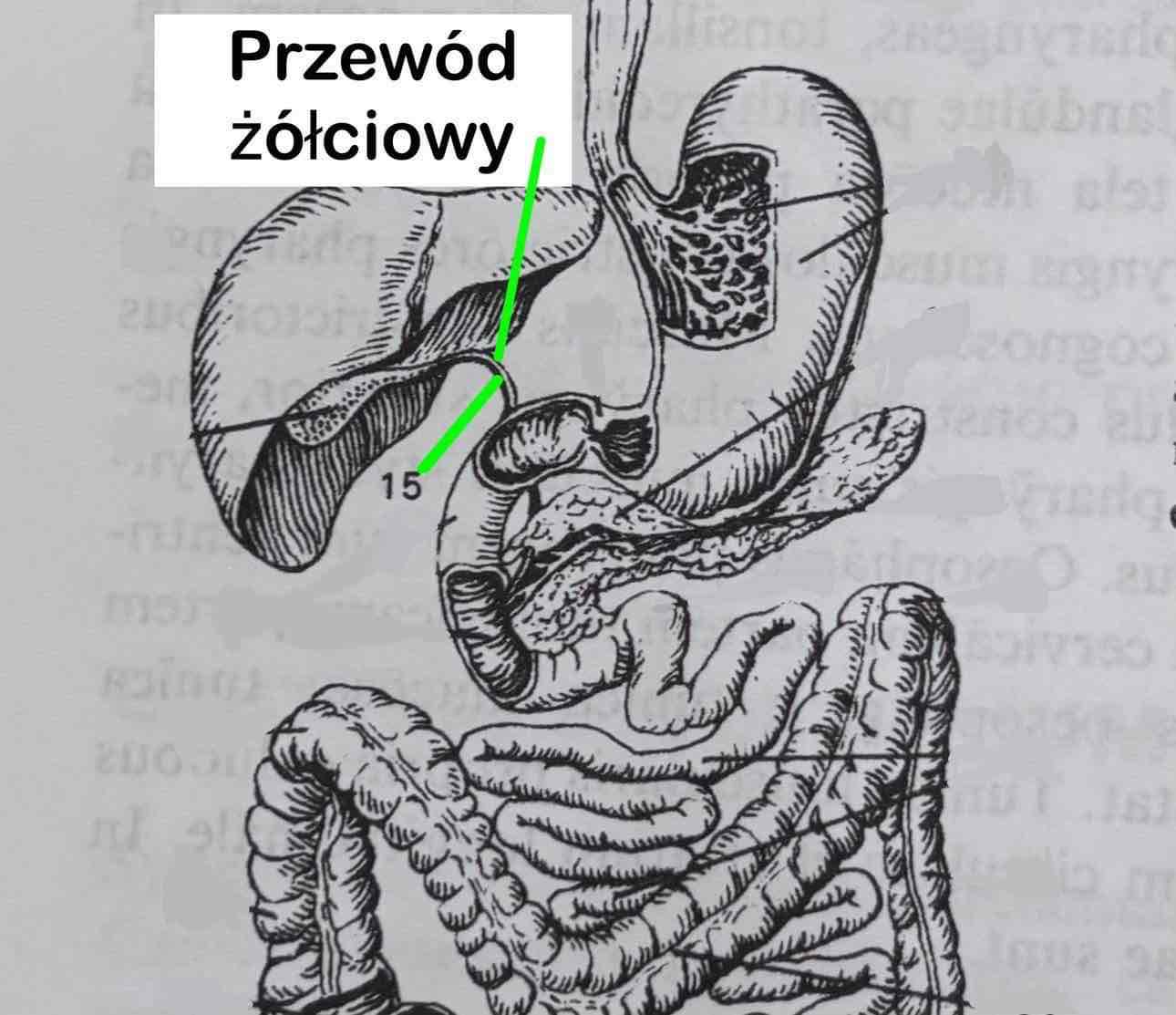 <p>Przewód żółciowy</p>