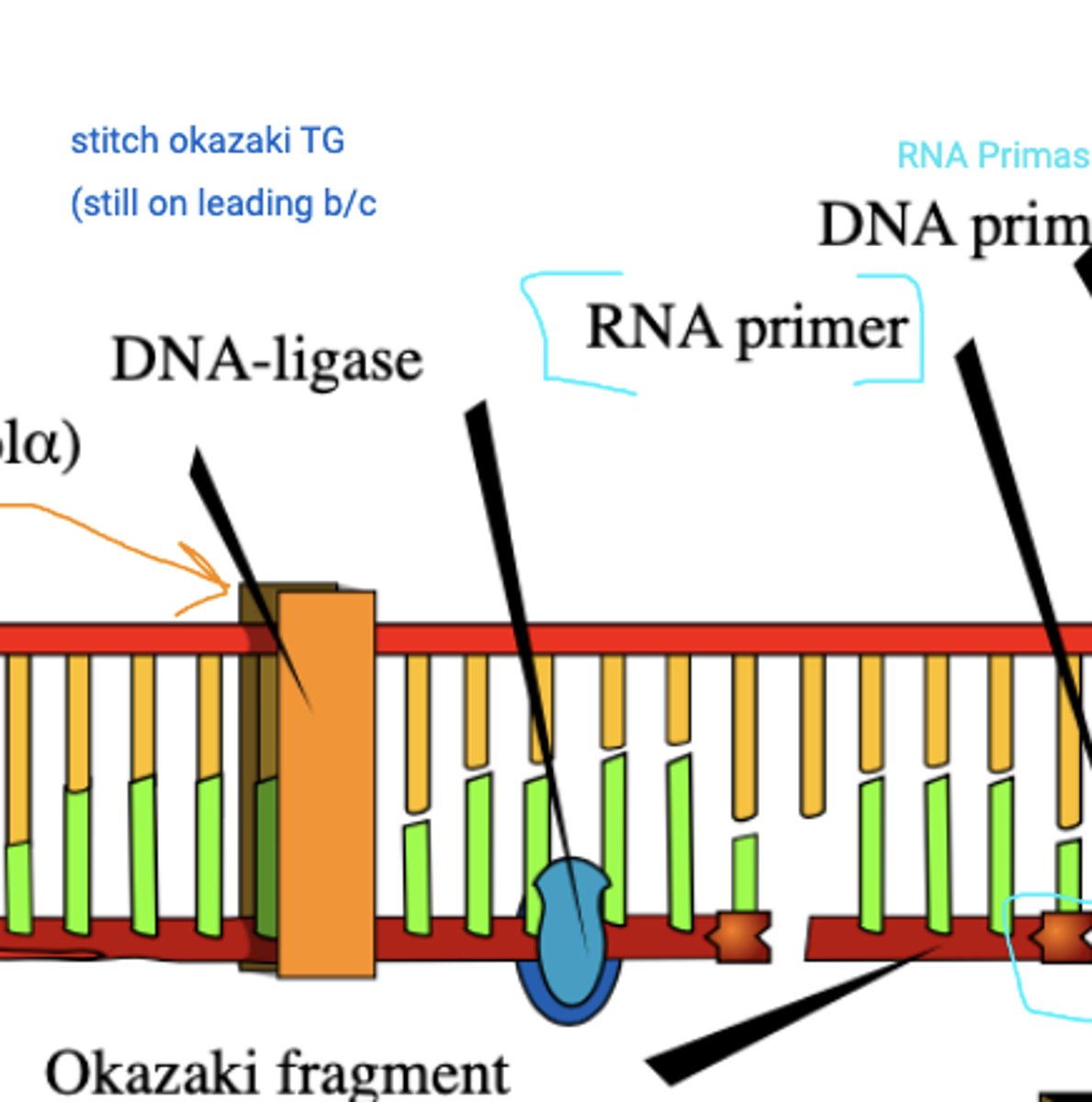 <p>"molecular glue" - the enzyme that binds DNA fragments</p>