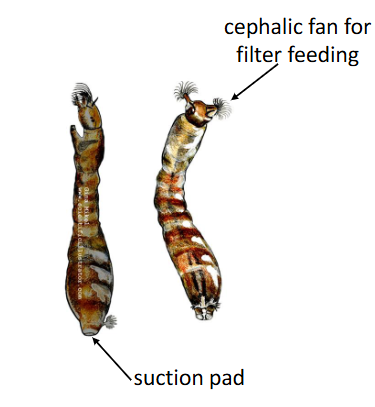 <p>Leeches (sub-class Hirundinea) have 2 suckers, one on each end rear sucker used primarily for locomotion and to latch onto host when feeding</p><p></p><p>Black fly larvae (Simuliidae) have a <strong>suction pad </strong>that attaches them to the substrate.</p><p>If they are dislodged, they can spin out a safety line which catches the bottom - they then use their proleg to crawl back along it.</p>