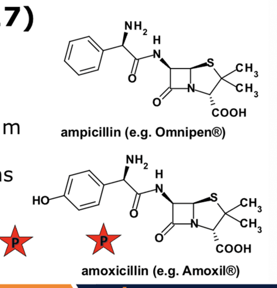<p>- PO &amp; IV</p><p>- ureido-(piperacillin)</p><p>- amino-(ampicillin, amoxicillin)</p><p>- sensitive to beta-lactamases</p><p>- ADRs primarily limited to hypersensitivity, injection-site reactions, and GI upset</p>