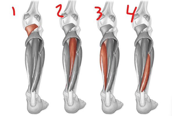 <p>name 3; insertion</p>