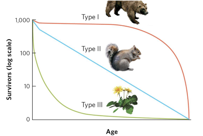 <p><span><span>Type 1</span></span><span style="background-color: transparent;"><span>- long lifespan</span></span></p><ul><li><p><span style="background-color: transparent;"><span>Parental care- more likely for offspring to survive</span></span></p></li><li><p><span style="background-color: transparent;"><span>More k-selected species</span></span></p></li></ul><p><span><span>Type 2</span></span><span style="background-color: transparent;"><span>- same probability through lifespan</span></span></p><p><span><span>Type 3</span></span><span style="background-color: transparent;"><span>- low chance of surviving until adulthood but likely to survive if they reach adulthood</span></span></p><ul><li><p><span style="background-color: transparent;"><span>No parental care- have more babies to compensate for those that die</span></span></p></li><li><p><span style="background-color: transparent;"><span>More r-selected species</span></span></p></li></ul><p></p>