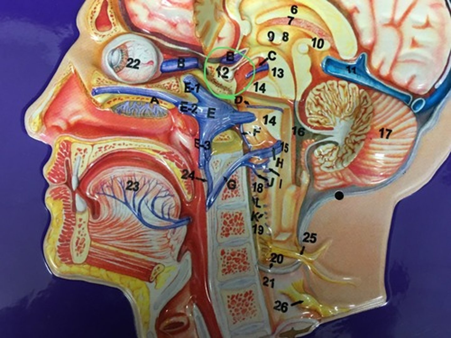 knowt flashcard image