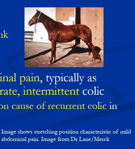 <ul><li><p>in adult horses, <strong>signs are vague and non-specific, </strong>and most cases go unrecognized; common complaints are </p><ul><li><p><strong>reluctance / refusal to work* </strong></p></li><li><p><strong>anxious </strong>demeanor “grouchy” </p></li><li><p><strong>aversion to cinch, touching flank </strong></p></li><li><p>diminished appetite </p></li><li><p>sometimes loss of condition </p></li></ul></li><li><p>some (minority) show <strong>abdominal pain, </strong>typically as <strong>recurrent bouts of mild-moderate, intermittent colic </strong></p><ul><li><p>EGUS may be the <strong>most common cause of recurrent colic in adult horses </strong></p></li></ul></li></ul><p></p>