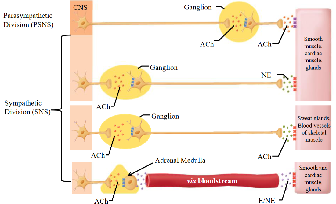 <ul><li><p>Preganglionic neuron originates in the spinal cord and synapses quickly.</p><ul><li><p>ACh is the neurotransmitter.</p></li></ul></li><li><p>The postganglionic neuron releases norepinephrine to smooth muscle, cardiac muscle, and glands.</p><ul><li><p>Different neurotransmitters will be used for different organs/tissues.</p></li></ul></li></ul><p></p>