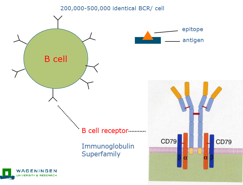 <p>B cell receptor</p>