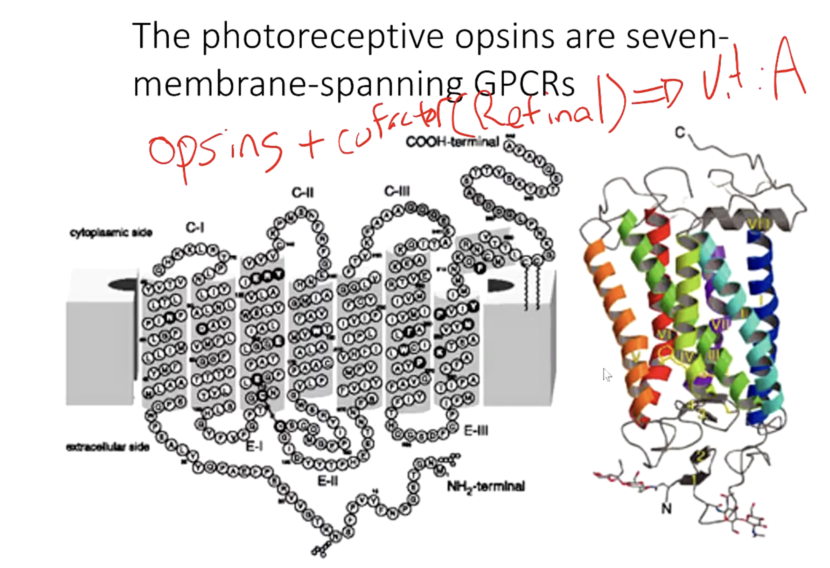 <ul><li><p>A type of GPCR (7-transmembrane)</p></li><li><p>Have a <u>cofactor</u>/<u>chromophore</u>/<u>retinal</u></p></li><li><p>Opsin is covalently bound to a <span style="color: blue;"><strong>chromophore</strong></span> (pigments)</p></li></ul><p></p>