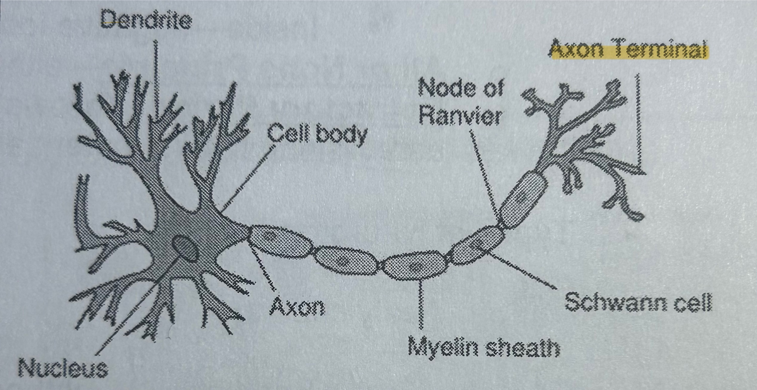 <p>Part of a neuron; receives electrical impulses &amp; sends chemical ones (electrical messages travel in neurons; chemical messages travel between neurons) (NOT TESTED)</p>
