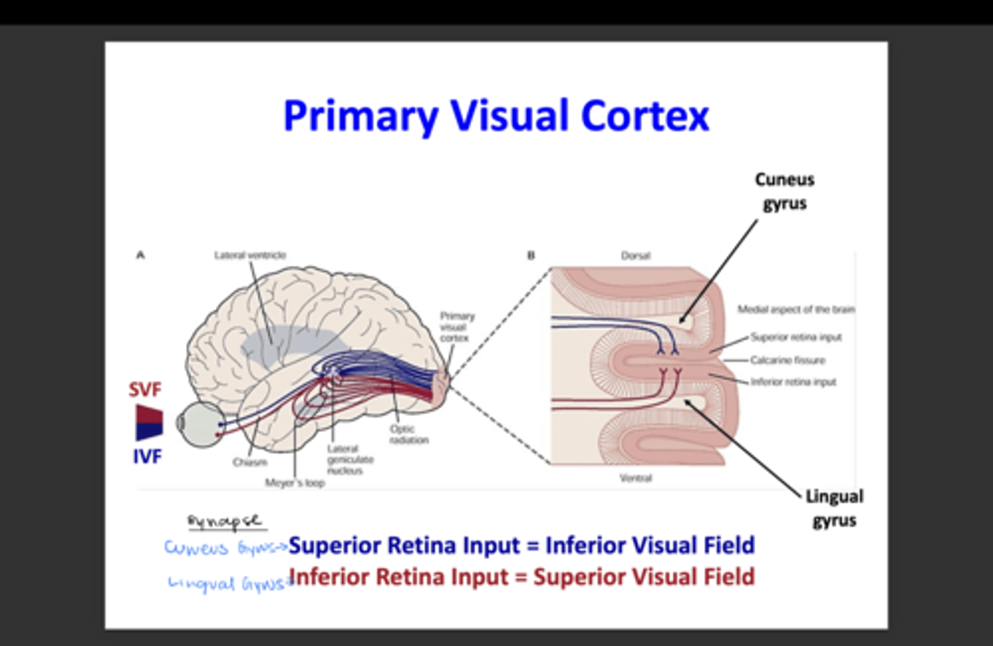 <p>-upper portion (Cuneus gyrus)</p><p>-lower portion (Lingual gyrus)</p>