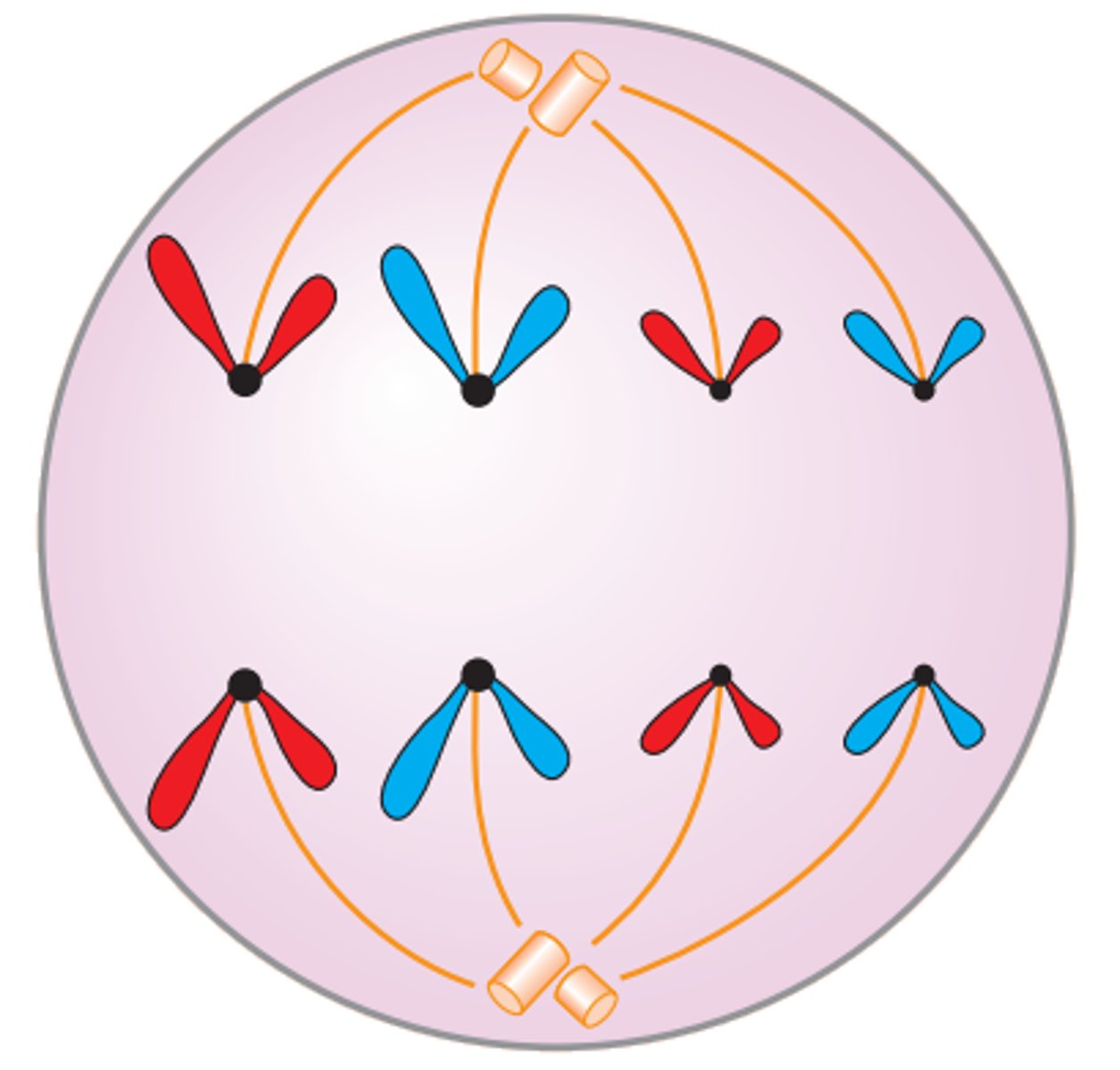 <p>Kromosomene blir delt ved at spindelen trekker identiske søsterkromatider mot hver sin pol. Ved ananasens slutt har hver ende av cellen et fullstendig sett med kromosomer der hvert kromosom består av ett søsterkromatid</p>