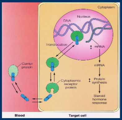 <ul><li><p>expression of specific genes altered, increase or decrease specific cellular proteins, cellular response </p></li><li><p>cellular response is slow and prolonged </p></li><li><p>big burst of cortisol drives gene expression of a lot of cells </p></li><li><p>adrenaline very rapid burst, no long term consequence </p></li></ul><p></p>