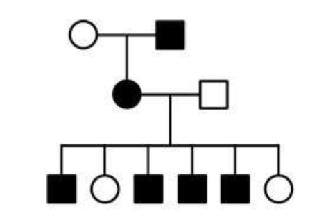 <p>An X-linked trait that is recessive - affects mostly men because men get only one of their mother’s X chromosomes, meaning they need only one X-linked recessive allele to show the trait</p>