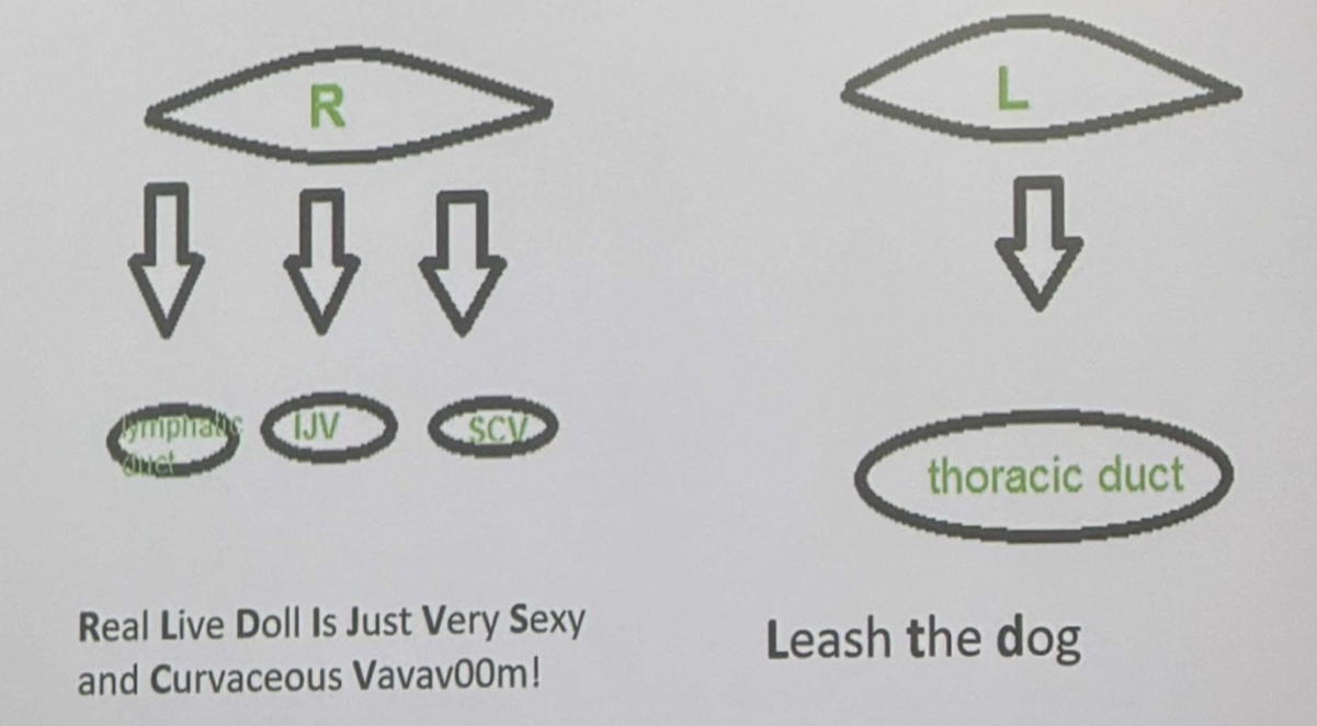 <p>Thoracic duct </p>