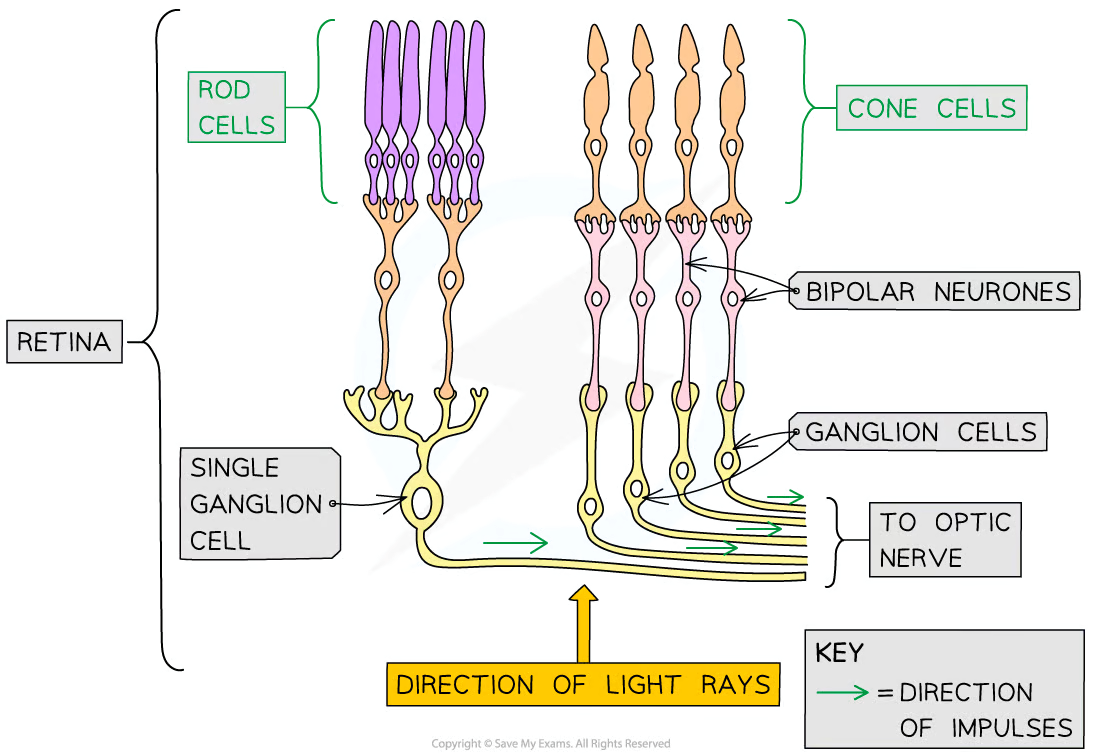 <p>One of the 2 types of photoreceptors in the retina</p><p>Primarily located around the outer retina</p><p>Rod cells are sensitive to light intensity</p><p>so can detect the presence of brightness of light</p><p>Images generated using information from only rod cells is <strong>black and white</strong></p><p>A number of rod cells are attached to a single bipolar cell (retinal convergence)</p><p>Rhodopsin is the pigment found in rod cells </p>