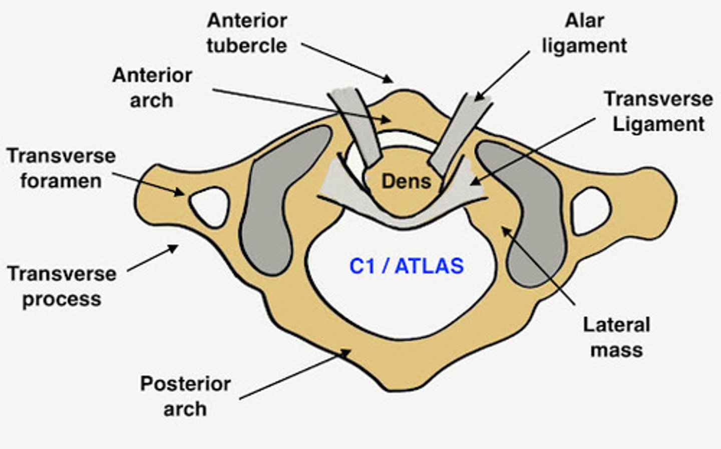 <p>holds dens against anterior arch of atlas</p>