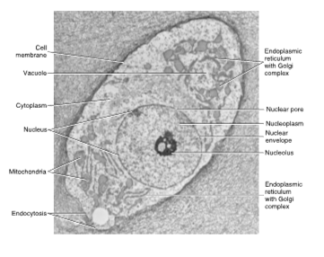 <ul><li><p>includes the semifluid part contained within the cell membrane boundary</p></li><li><p>skeletal system of support or cytoskeleton </p></li></ul><p></p>