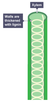 <p>What chemical <strong><mark data-color="blue" style="background-color: blue; color: inherit;">strengthens the walls of xylem cells</mark></strong>, providing support to the plant?</p>