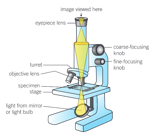 <ul><li><p>Objective lens: Produces magnified image</p></li><li><p>Eyepiece lens: Thru which the specimen is viewed, further magnifies the image </p></li></ul><p></p>