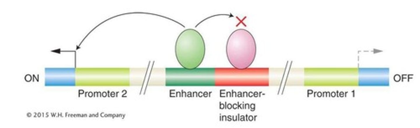 <p>A DNA sequence that reduces transcription.</p>