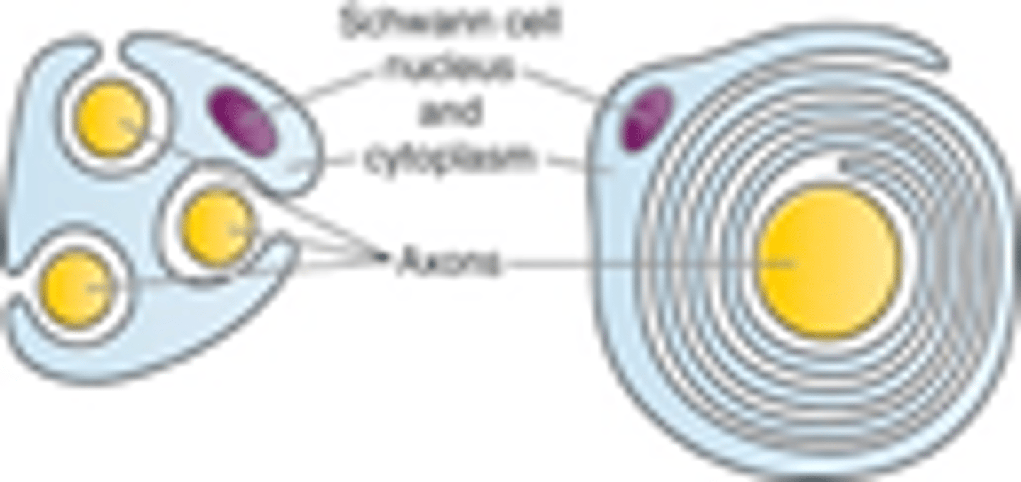 <p>smaller, unmyelinated pain fibers</p>