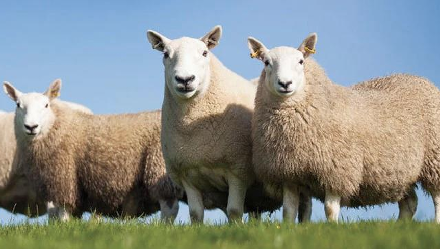 <ul><li><p>From Scotland</p></li><li><p>Noted for its erect ears and bald face</p></li><li><p>Has a wider face compared to Liecesters</p></li></ul><p></p>