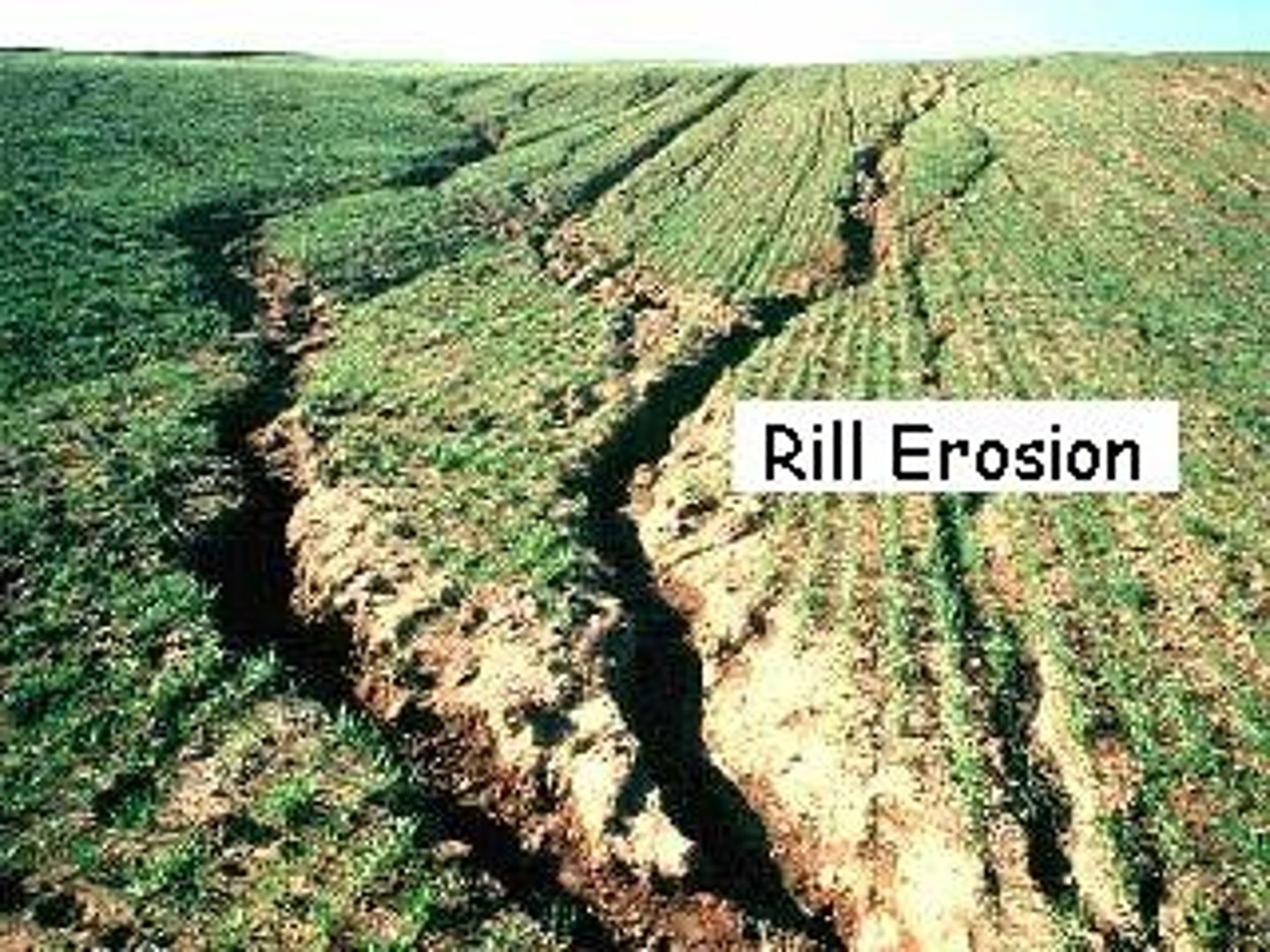 <p>= removal of soil through small water channels<br>... occurs when recently cultivated soils are hit by rain, small water channels form and grow larger as more water gains speed and runs through poorly rooted soil<br><br><br>Solutions:<br><br>- Increasing surface roughness using grassed waterways<br>- Preventing the sheet flow from gaining speed by decreasing flow volume<br>- Plugging channels with mulch or diverting with drainage corridors to prevent water from building up volume and speed</p>