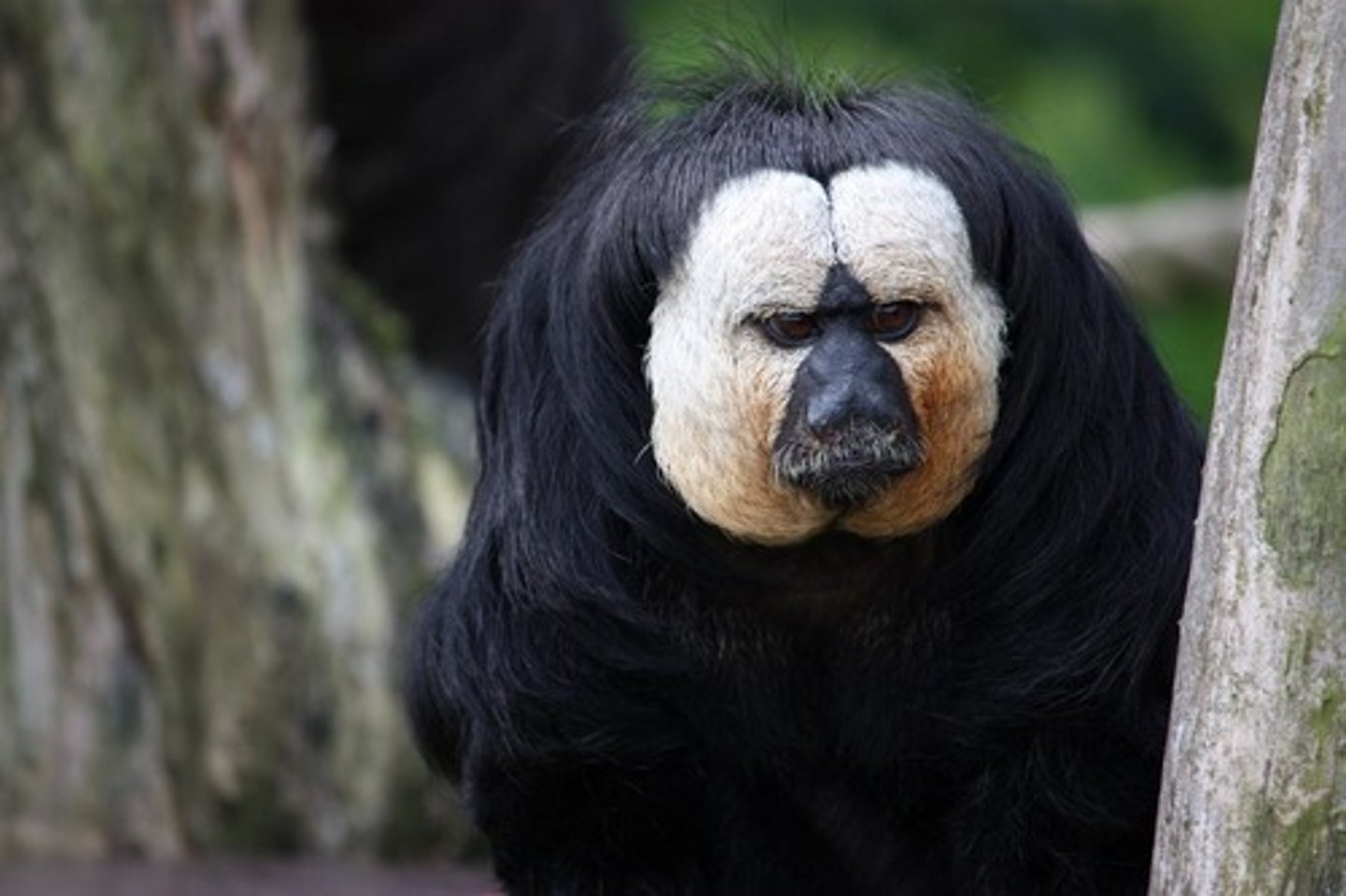 <p>white faced saki</p>