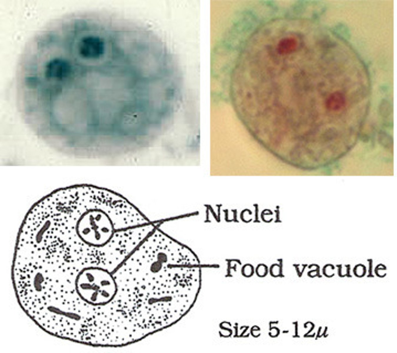 <p>-internalized flagella</p><p>-best seen with permanent stains</p><p>-SEGMENTED NUCLEUS/KARYOSOME!! like a fist</p><p>-IBS????</p>