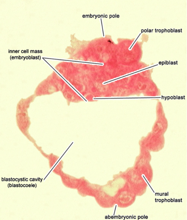<p>Day 4-5 Embryo</p>