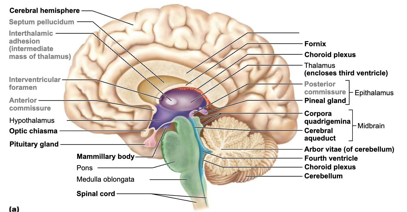 <p>What is this brain regions name and function?</p>