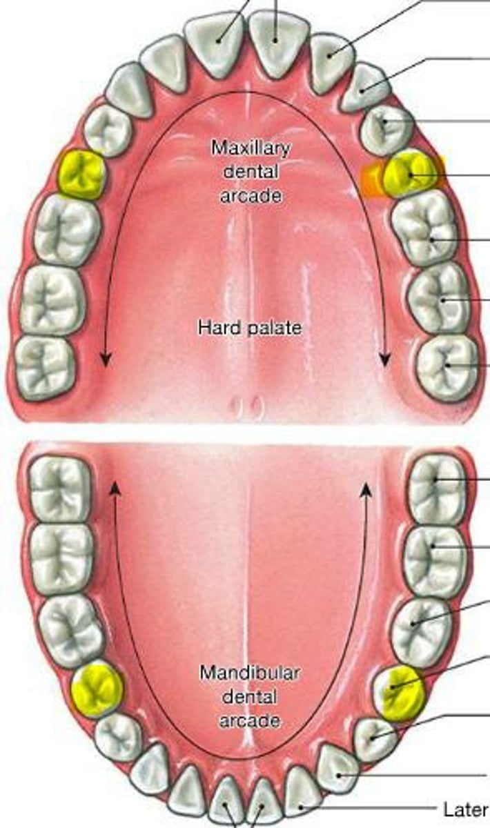 <p>Bicuspid teeth that crush/mash/grind food</p>