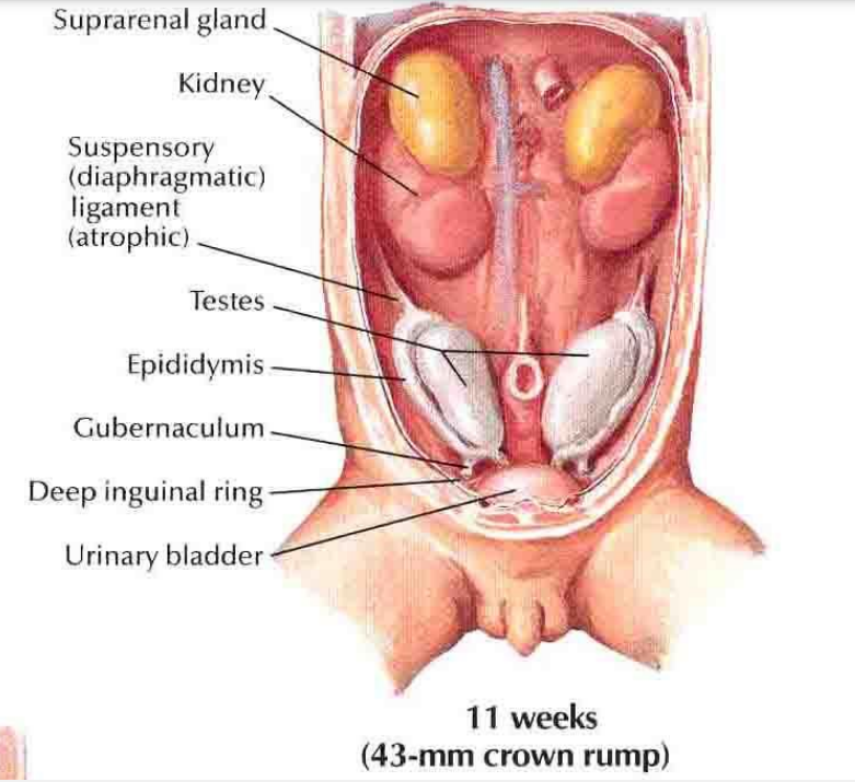 <p>11 weeks (43 mm crown-rump)</p><p>Testes descend slightly, now closer to the deep inguinal ring.</p><p>Epididymis begins to form along testis.</p><p>Gubernaculum persists, guiding testis downward.</p><p>Urinary bladder descends relative to the gonads.</p>