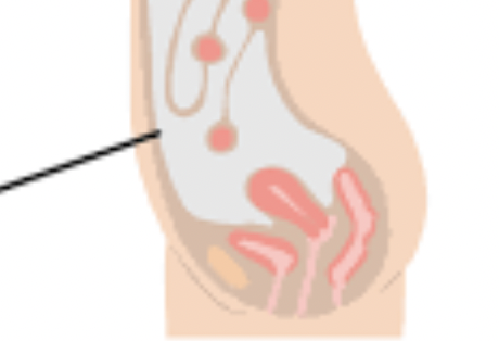 the part of the serous membrane of the abdominal cavity that lines the cavity wall