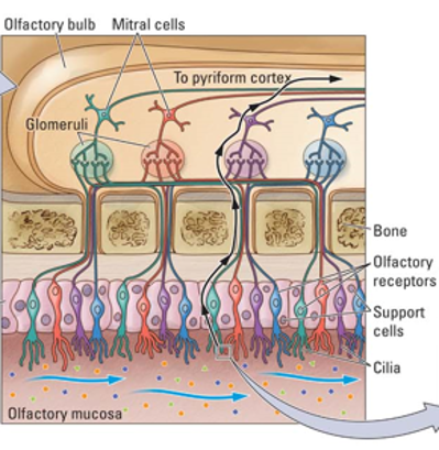 <p>How do the olfactory receptors project to the olfactory bulb?</p>