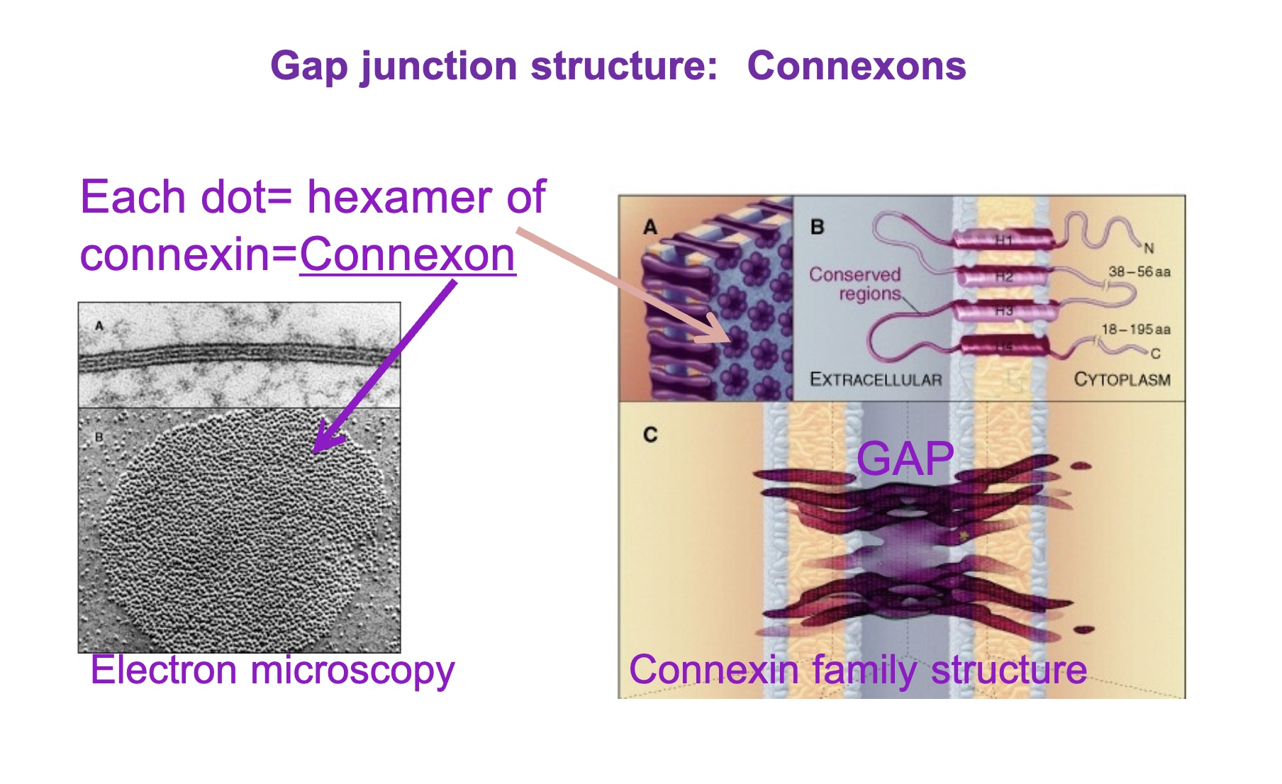 <p>Hexamer(six subunits) of connexin forms a connexon (the intracellular channel)</p>