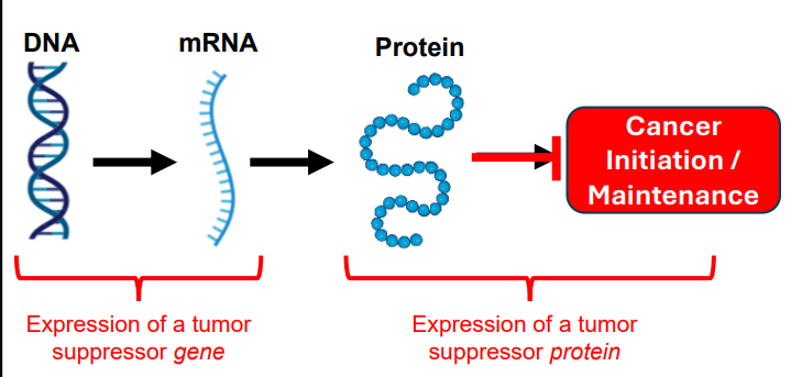 <p><u>Context matters for defining</u><strong><u> tumor suppressor genes </u></strong></p><p>• Healthy cells:<strong> Tumor suppressors</strong> play essential roles to regulate cell division, DNA repair, apoptosis, etc.</p><p> • Cancer cells: Mutation to tumor suppressor genes impairs gene/protein function leading to one of many aspects o<strong>f carcinogenesis</strong></p><p><strong>Tumor suppressor genes</strong> are often considered in relation to the cell cycle </p><p>•<u> Non-mutated</u> tumor suppressors reduce progression through the cell cycle </p><p><u>• Mutated</u> tumor suppressors fail to reduce cell cycle progression</p>