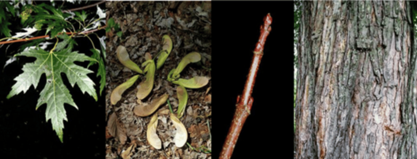 <p>Leaves: opposite, simple, 4-6” long (smaller), with 5 deeply palmate sinuses, lobe margins coarsely serrate; light green above, pale, silvery white below. (intricate shape)</p><p>Twigs: similar to red maple but stouter and often more chestnut-brown/orange in color, unpleasant odor when crushed; </p><p>Buds: reddish brown with large scales and in 2s or 4s. </p><p>Fruit: samara, largest of any native maple, divergent wings 1½ - 2 ½” long, germinate as soon as released, mature in late spring (w/ the leaves). </p><p>Bark: light gray and smooth when young, when older breaks up into long thin strips, loose at ends. Similar to red maple but coarser. </p><p>Form/Silvics: Characteristic bottomland species and is not found on dry soils. Can become quite a large tree reaching over 100’ tall; trunk usually short, dividing into several sub-trunks. Long slender branches sweep downward and then curve gracefully upwards. Branches are brittle, prone to breakage.</p>