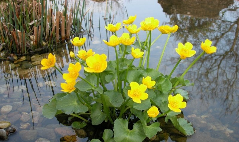 <p>Blatouch bahenní </p>