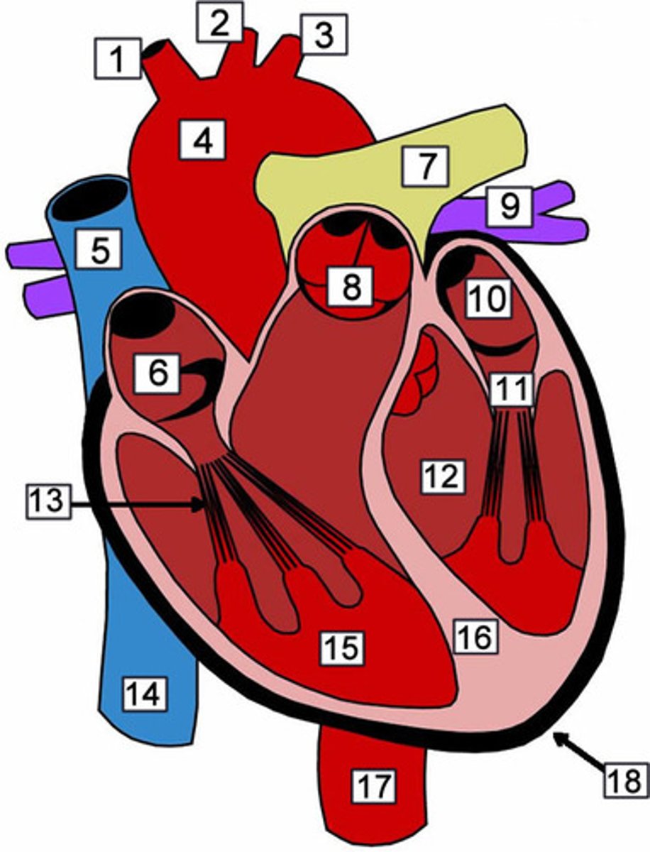 <p>Identify "6"</p>