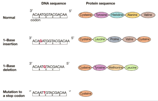 <p>a mutation resulting an altered amino acid sequence because of a base insertion or deletion</p><p>can result in altered amino acids, or an early stop codon</p>