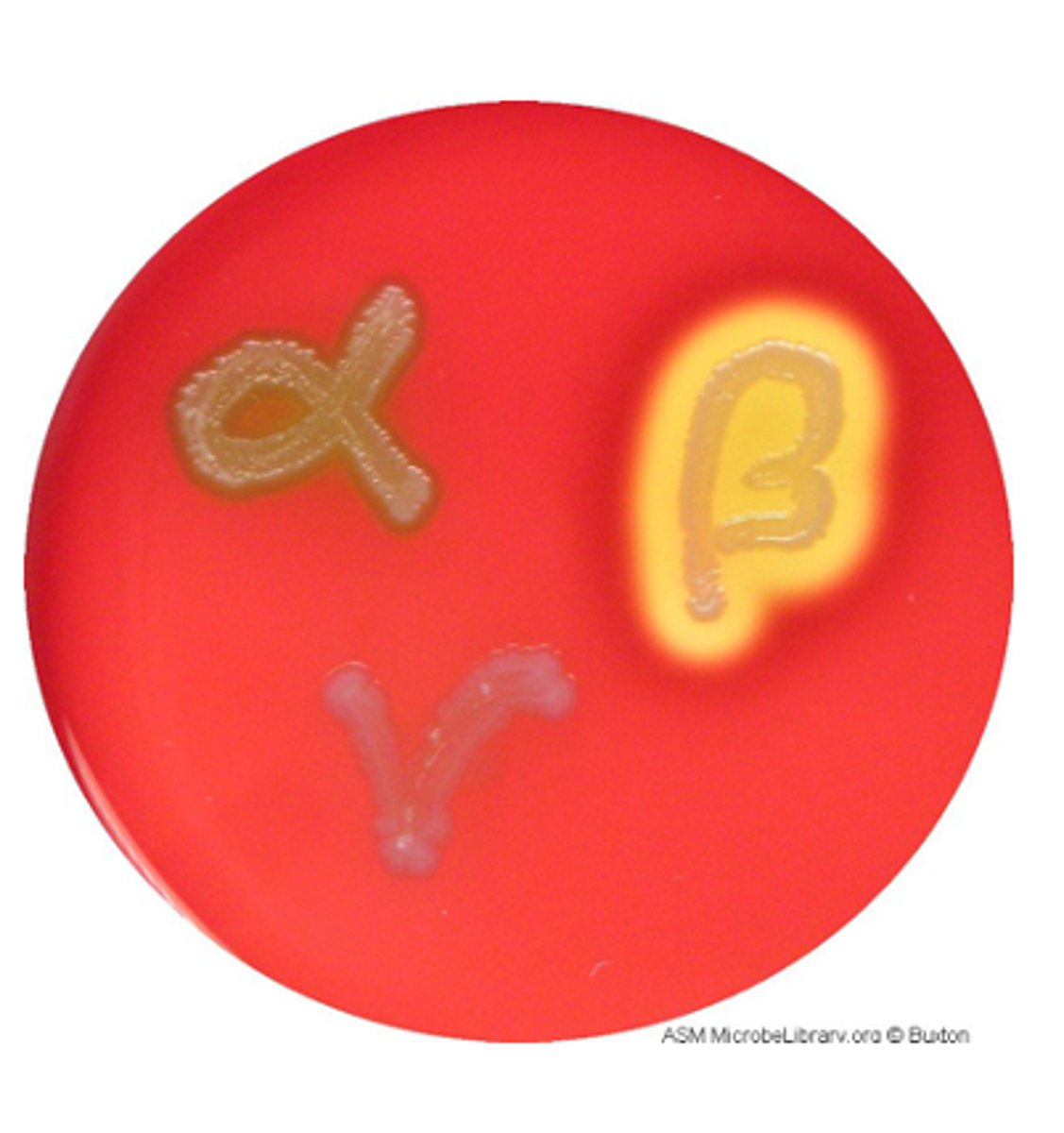 <p>Complete lysis of red blood cells with clear zone</p>