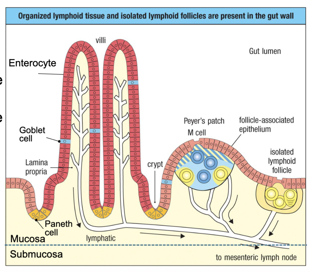 <p><span><span>Single layer of epithelium separates host from luminal microbes:</span></span></p><ul><li><p><span><strong><span>Enterocytes</span></strong><span> – structural epithelial cells, transport nutrients</span></span></p></li><li><p><span><strong><span>Paneth cells</span></strong><span> – secrete antimicrobial peptides (AMPs) – defensins, lysozyme</span></span></p></li><li><p><span><strong><span>Goblet cells</span></strong><span> – secrete mucus, AMPs</span></span></p></li><li><p><span><strong><span>Microfold cells</span></strong><span> (M cells) – transcytose antigen from lumen</span></span></p></li></ul><p><span><span>Lymphoid tissues form in lamina propria directly under M cells:</span></span></p><ul><li><p><span><strong><span>Peyer’s patches</span></strong><span> – DCs, B cells, T cells</span></span></p></li><li><p><span><strong><span>Isolated lymphoid follicles </span></strong><span>(cryptopatches) – B cell follicles</span></span></p></li><li><p><span><span>Lymphatics drain to </span><strong><span>mesenteric</span></strong><span> nodes</span></span></p></li></ul><p></p><p>Peyer’s patch anologous to lymph node: B, T and DC</p><p>lymphoid follicle: mostly B cells in there</p>