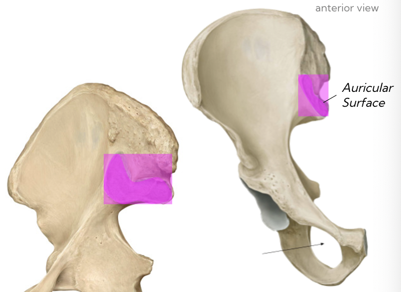 <p>The area where the sacrum articulates with the Os Coxae</p><p>‘ear shaped”</p>