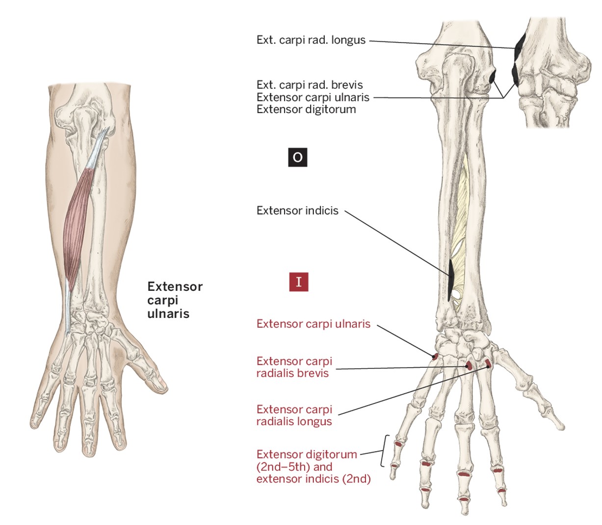 <p>O- Lateral Epicondyle of the humerus</p><p>I- (Posterior) Base of the 5th metacarpal</p><p>A- Wrist extension &amp; Ulnar deviation</p>