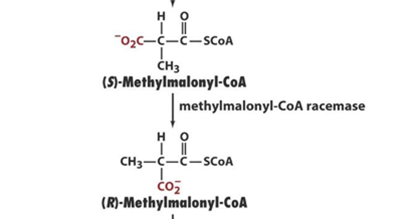 <p>these are the enzymes that interconvert between the R and S isomers of chiral molecules </p>