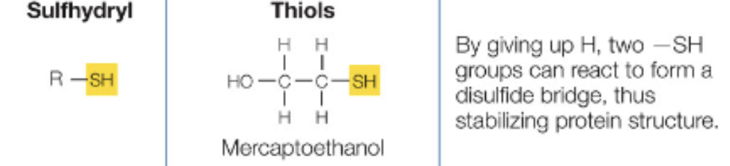 <p>SH, polar, no charge</p>