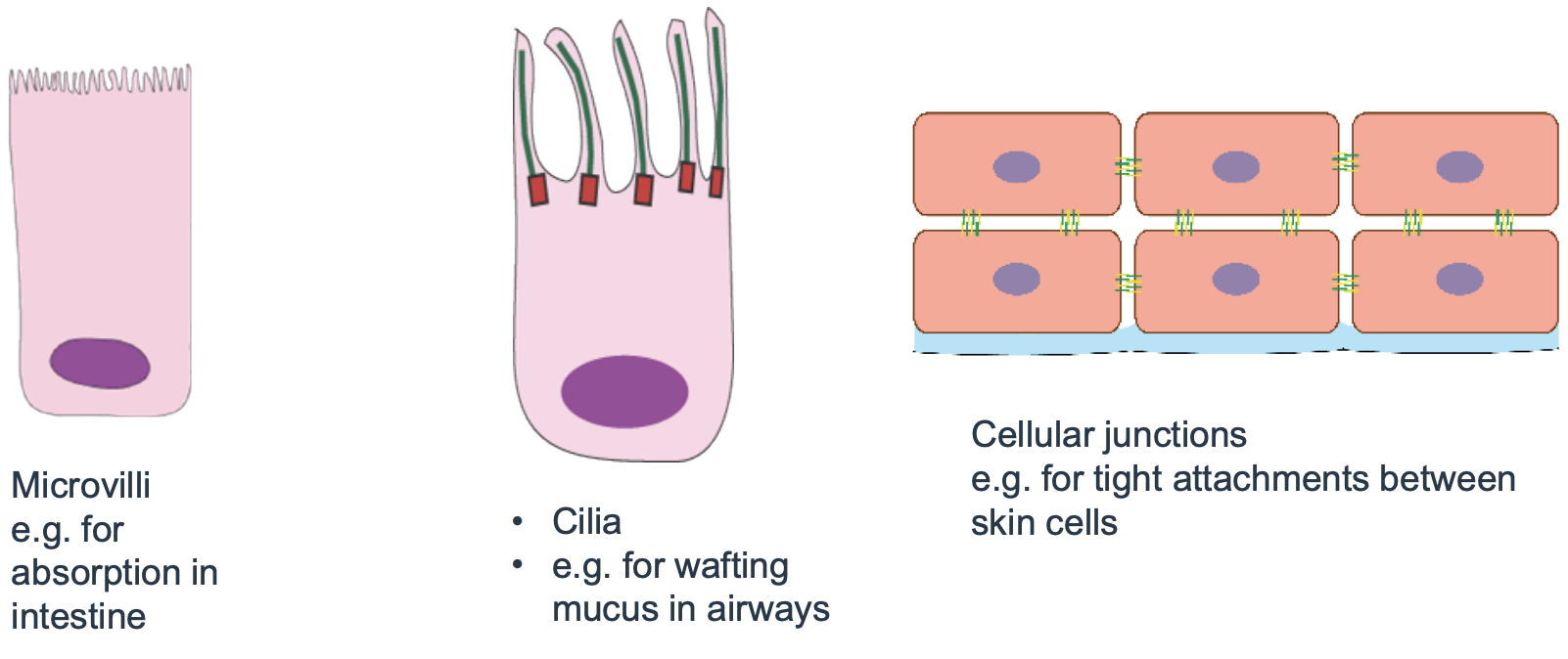 <p>can have extra features</p><p>like microvilli for absorption in intestine</p><p>cilia e.g. for wafting mucus in airways</p><p>cellular junctions e.g. tight attachments between skin cells</p>