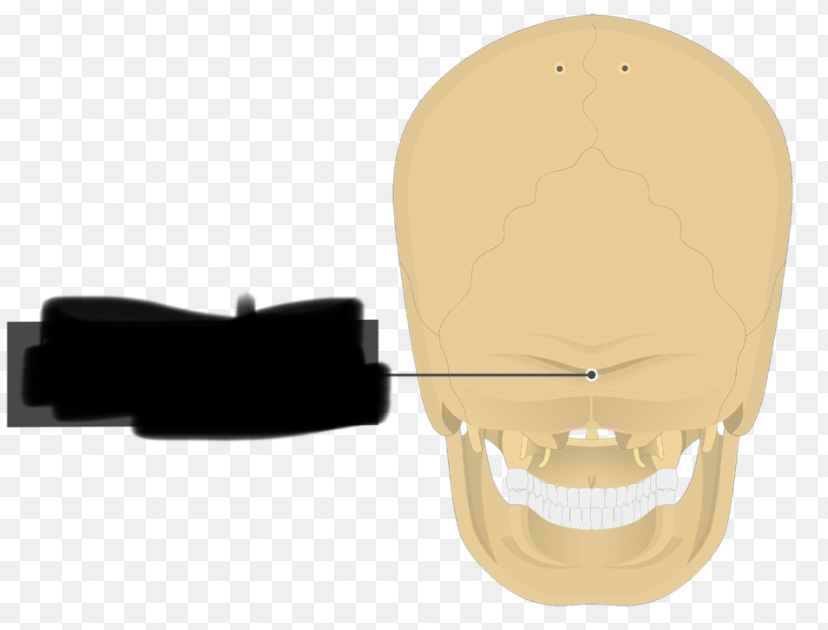 <p>external median protrusion; knoblike; can feel it just below most bulging part of skull</p>